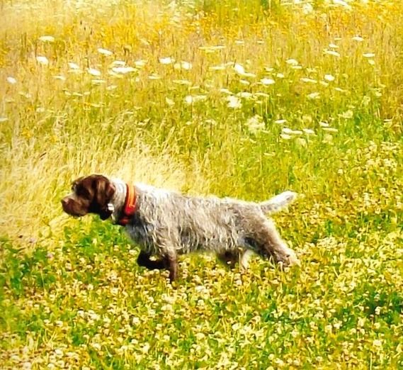 A Walking Hunter’s Gun Dog